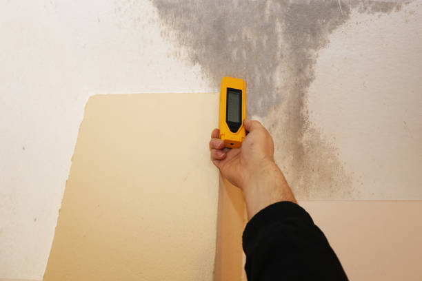Best Crawl Space Mold Remediation  in Eldora, IA