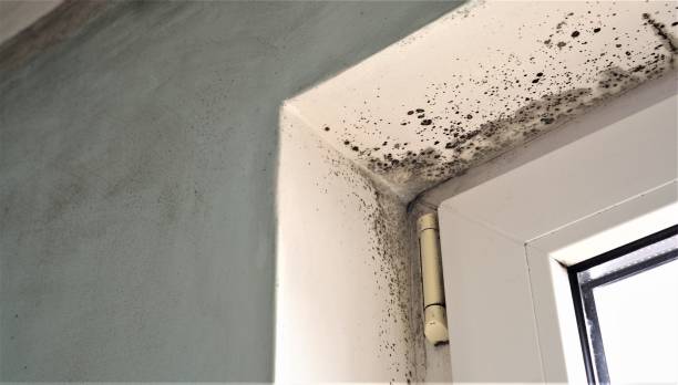 Best Mold-Related Health Consultation  in Eldora, IA