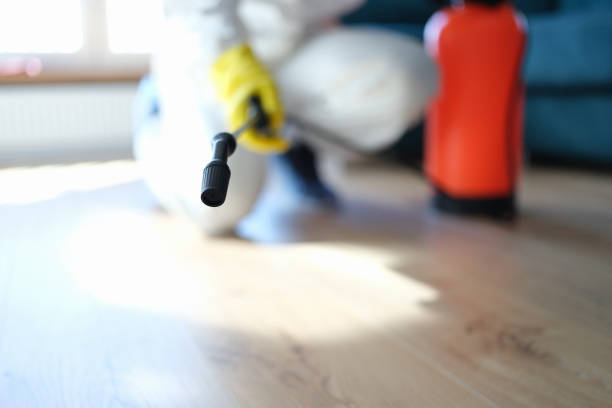 Reliable Eldora, IA Mold Removal Solutions