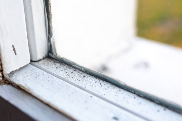 Best Mold Removal for HVAC Installations  in Eldora, IA