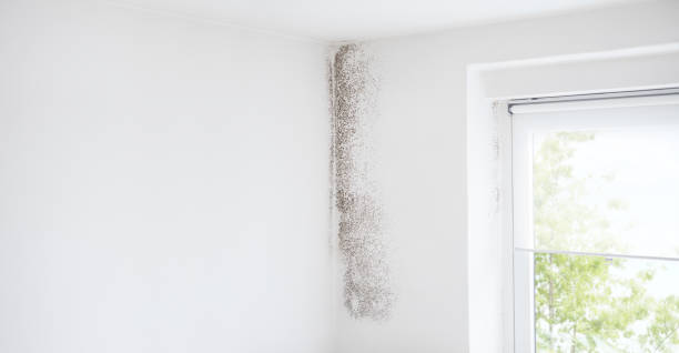 Best Mold Documentation for Insurance Claims  in Eldora, IA
