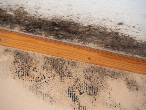  Eldora, IA Mold Removal Pros