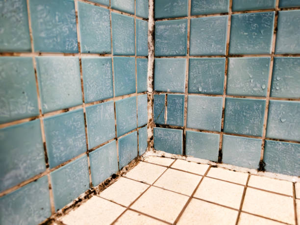 Best Water Damage & Mold Remediation  in Eldora, IA