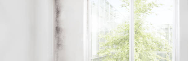 Mold Documentation for Insurance Claims in Eldora, IA