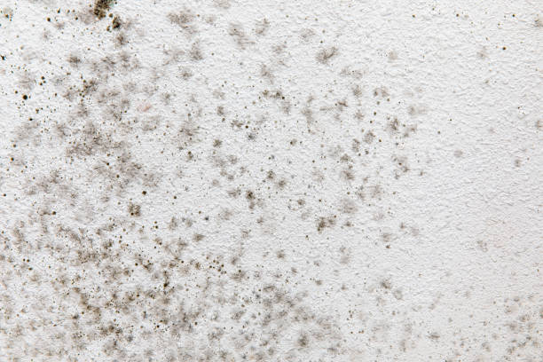 Best Industrial Mold Remediation  in Eldora, IA