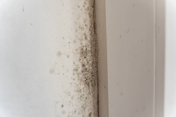 Best Black Mold Removal  in Eldora, IA